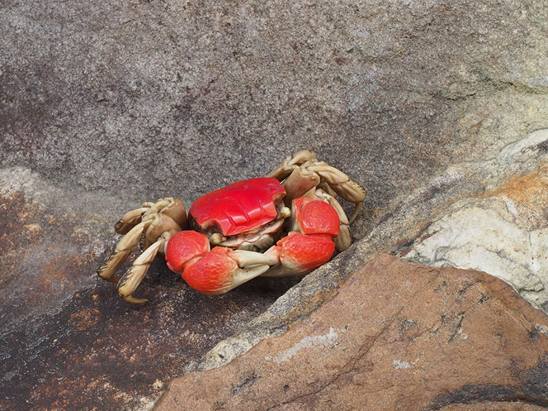 象骨蟹自在